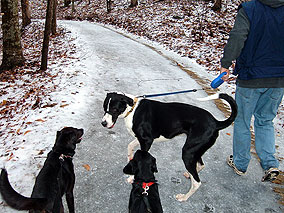 20050130_dogs_1.jpg