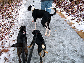 20050130_dogs_2.jpg