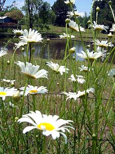 20050523_daisy_pond.jpg