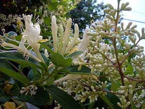 20050523_honeysuckle_privet.jpg