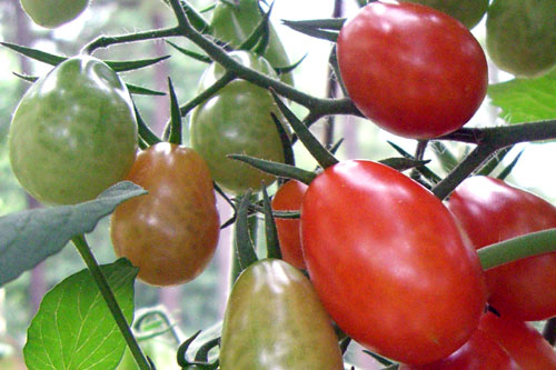 20070713-grape_tomatoes.jpg