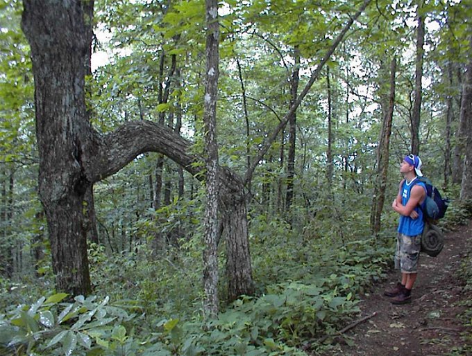 Two-legged Tree