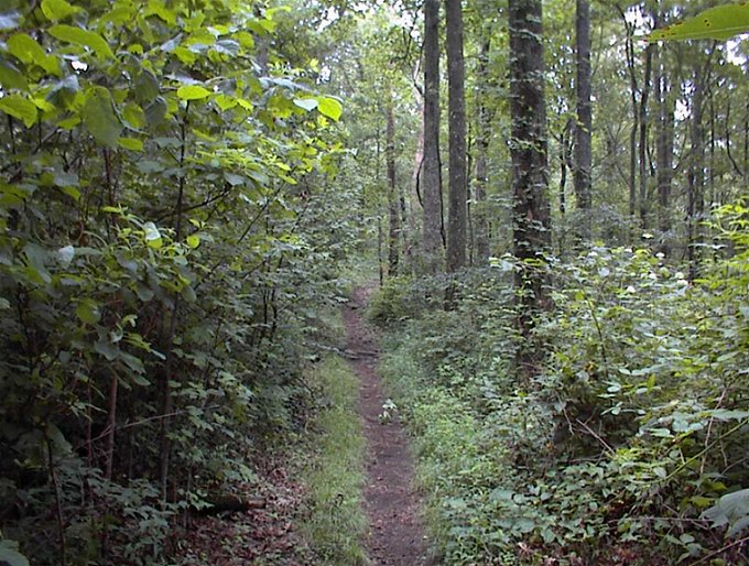 Doe and rabbit on the trail