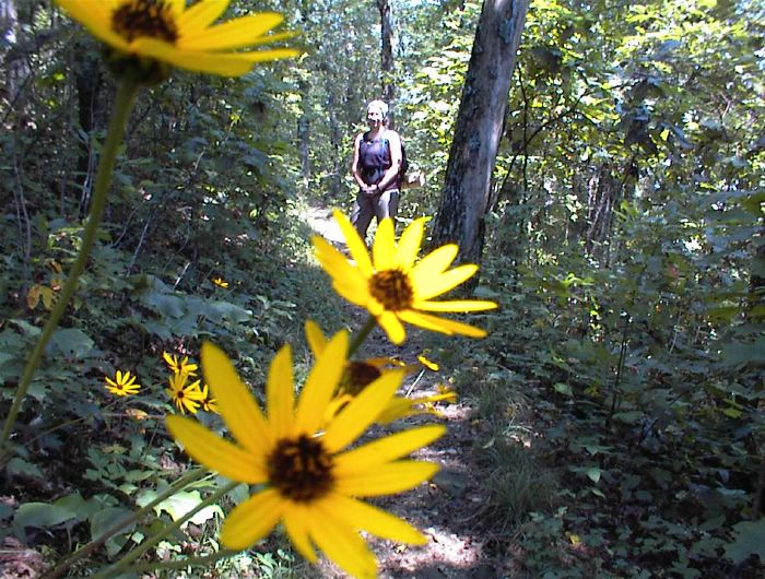 yellow flowers