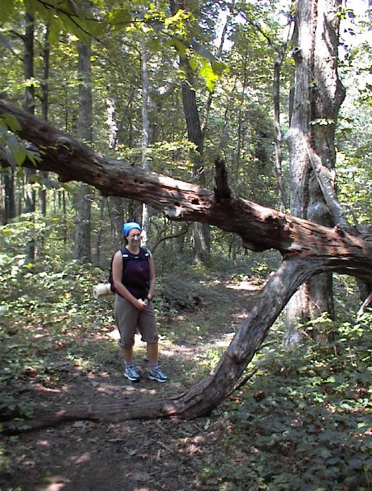 fallen tree