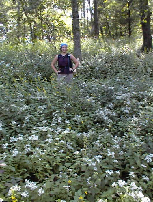 field of flowers (and bees)