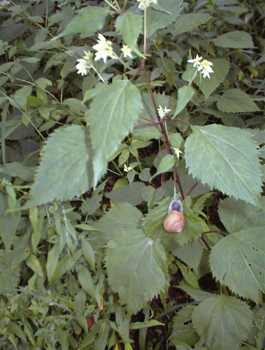 snail on leaf