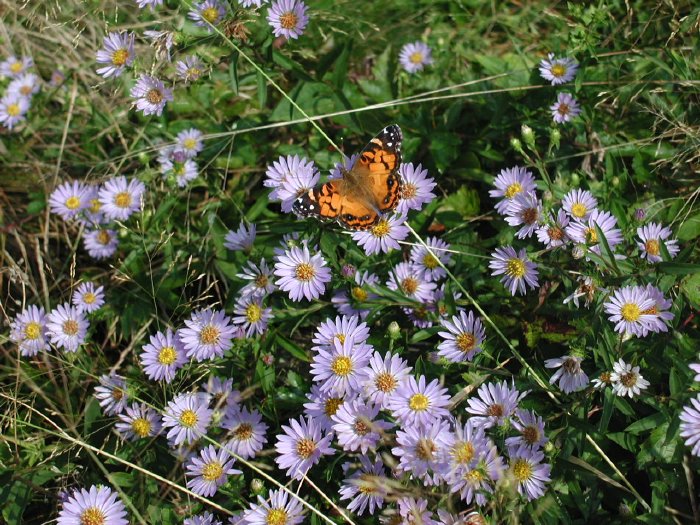 butterfly & flowers